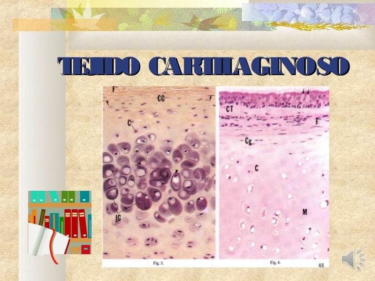 Hialino funcion tejido cartilaginoso